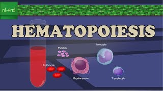 HEMATOPOIESIS or HEMOPOIESIS [upl. by Nohsar]