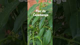 Flor do Cajamanga [upl. by Obola]