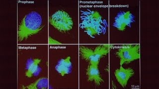 Genes Genomes and Human Disease Part 1 [upl. by Odrick]