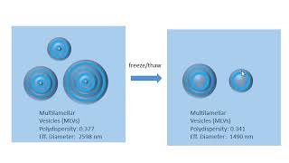 Making Large Unilamellar Vesicles  LUV [upl. by Alvira]