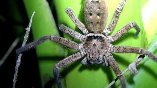 Australian Brown Huntsman Spider on bromeliad plant at night grooming itself  Heteropoda jugulans [upl. by Eednac379]