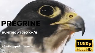 Peregrine Falcon Hunting at 390 kmh [upl. by Dambro361]