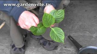 Propagating Hydrangeas [upl. by Thamos]