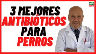 🟢 3 MEJORES ANTIBIÓTICOS para PERROS 🟢 con Heridas Abiertas Resfriados Gripe y Otitis 🟢 Dosis [upl. by Muhcon554]