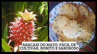 Abacaxi do mato fácil de cultivar bonito e saboroso [upl. by Lebyram]