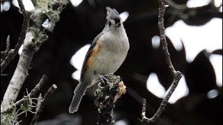 Tufted Titmouse call [upl. by Lundt]