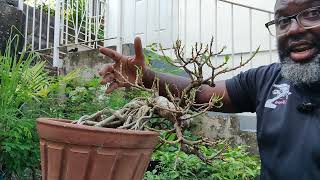 Reworking an OLD Ficus restyle and repot  Try Bonsai [upl. by Alic764]