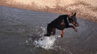 Doberman Pinscher jumps and falls [upl. by Nhguaval]