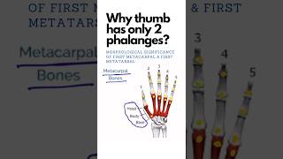 Why thumb has only 2 phalanges Why greater toe has only two phalanges shorts anatomy [upl. by Eppillihp587]