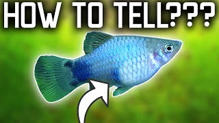 How To Tell If A Platy Is Pregnant And When She Will Give Birth [upl. by Annahsirhc25]