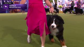 Bernese Mountain Dogs  Breed Judging 2024 [upl. by Gillead]