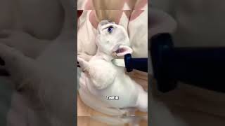 Knife toy with animals funny reaction [upl. by Azarria]