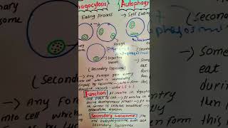 phagocytosis autophagy biology cellbiology scienceeducation [upl. by Atinomar]