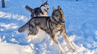 My Siberian Husky Goes CRAZY Playing in DEEP Snow [upl. by Mahseh]