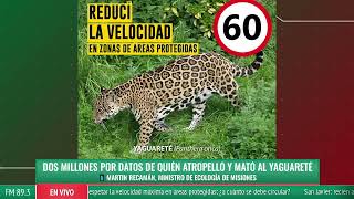 Dos millones por datos de quién atropelló y mató al yaguareté  Martin Recamán ministro de Ecología [upl. by Spada428]