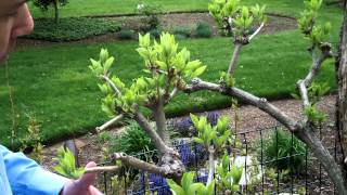 How to Prune Tree Hydrangea 2 of 3  Hydrangea paniculata  Newtown CT Garden Maintenance [upl. by Naasar]