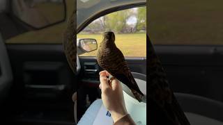 Falcon trying to catch a European Starling [upl. by Fritts]