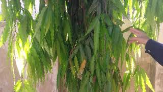 How to Grow Ashoka Tree Fast  Polyalthia Longifolia  ulta show plant by abbas gardening [upl. by Assilaj]