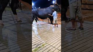 Gigantic Holstein Friesian bull getting his coat combed [upl. by Hbahsur]