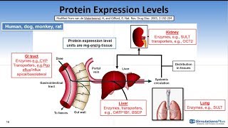 Enzyme and Transporter Expression Levels in GastroPlus™ 96 [upl. by Torp]