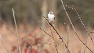 Scissortailed flycatcher 4 [upl. by Naarah]