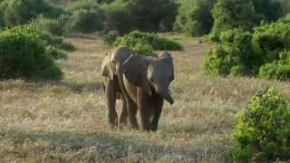 Tuskless Elephants in Botswana [upl. by Langston]