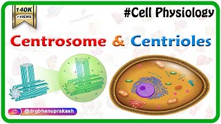 Centrosome and centrioles  USMLE Cell physiology Animations [upl. by Jemimah]