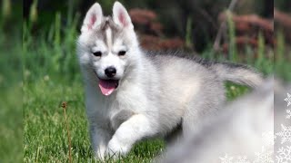 Surprising YOU With Our Siberian Husky Puppy Meet Memphis [upl. by Kceb]