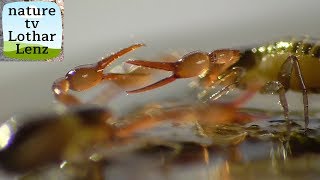 Pseudoscorpion in my garden Pseudoscorpion im Garten [upl. by Mintun]