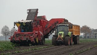 Suikerbieten rooien met Grimme Maxtron 620 en 3 Claas trekkers 2017 [upl. by Paschasia]