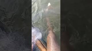 fishing fiish fish filefish beachfishing carpfishing fihing nature fiahing beach [upl. by Galang]