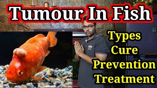 Fish Surgery for Cancer  Tumor in Fish  How to Prevent Types Treatment amp Causes fish cancer [upl. by Mahoney]