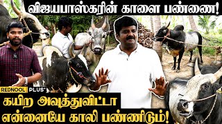 மதுரை சுற்றுவட்டாரத்தையே கலக்குன ExMinister Vijayabaskarன் காளைகள்  Jallikattu  ADMK [upl. by Delogu390]