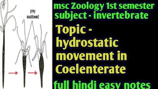 hydrostatic movement in Coelenterate msc zoology 1st semester full Hindi easy notes [upl. by Hanshaw]