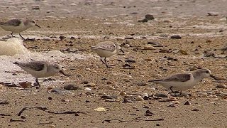 Sanderling Birds on Marazion Beach  Drieteenstrandlopers [upl. by Geiger]