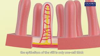 Animation 64 Structure of a villus [upl. by Eskil]