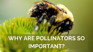 The Critical Importance of Pollinators [upl. by Adigun]