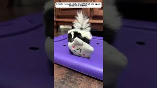 save the little skunk that fell into the pool and then skunks animals shorts [upl. by Bevvy]