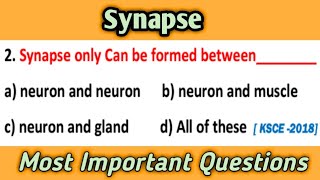 Synapse  Neurobiology MCQs  Most Important Questions [upl. by Lrak]