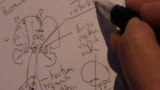 NEUROANATOMIA 20 TRACTOS ASCENDENTES DE LA MEDULA ESPINAL DOLOR [upl. by Opalina]