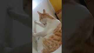 Bath After Coming Outside  😻  cat trending catvideos funny cute [upl. by Besnard]