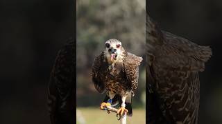 Falcon Eating Snail birds falcons shorts wildlife [upl. by Hajin]