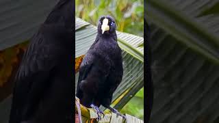 Up Close with a Blackbird  Amazing Bird Facts blackbird birdamazon [upl. by Ecinrev]