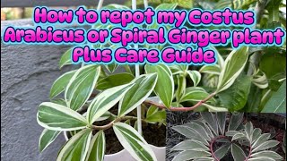 How to repot my Costus Arabicus plus care guide and propagation [upl. by Elocel]