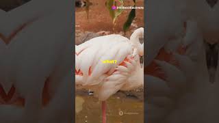 Why do flamingos stand on 1 leg Subscribe if you love Flamingos🦩subscribe factsanimalsflamingos [upl. by Rotman582]