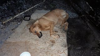 20 grados el perro yacía inmóvil y temblando de frío con muchas heridas en el cuerpo [upl. by Manvel]