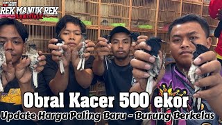 KACER 500 EKOR  KITA CEK HARGA KACER TERBARU 2024  BANYAK YANG BUNYI² [upl. by Ynes]