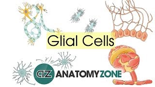 Glial Cells  Neuroanatomy Basics  Anatomy Tutorial [upl. by Yttig272]