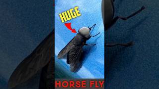 HUGE Horse Fly Attack [upl. by Sarat584]