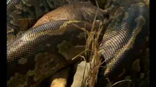 Les Serpents DAfrique  Documentaire [upl. by Eeralih]